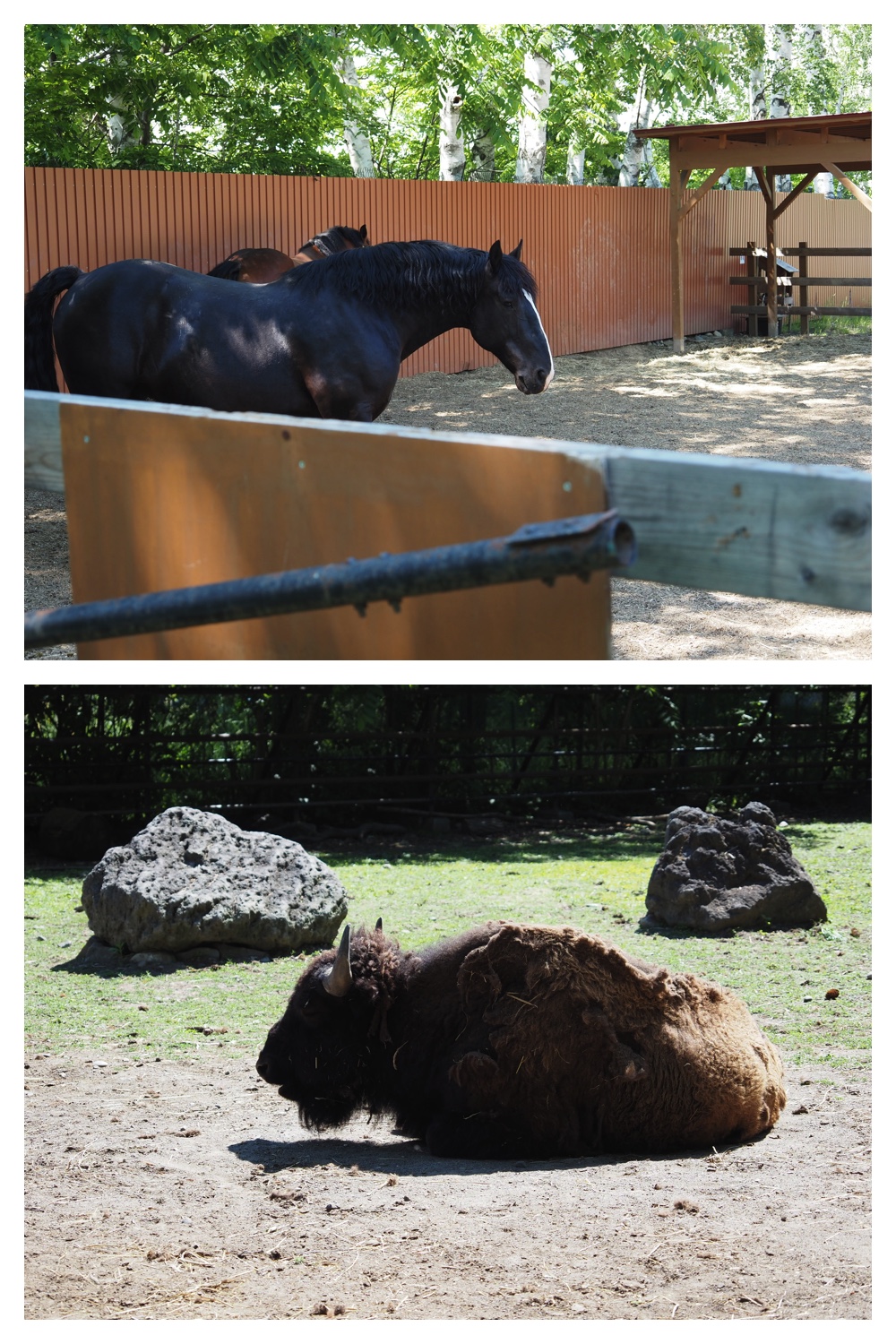 260612_Zoo_2