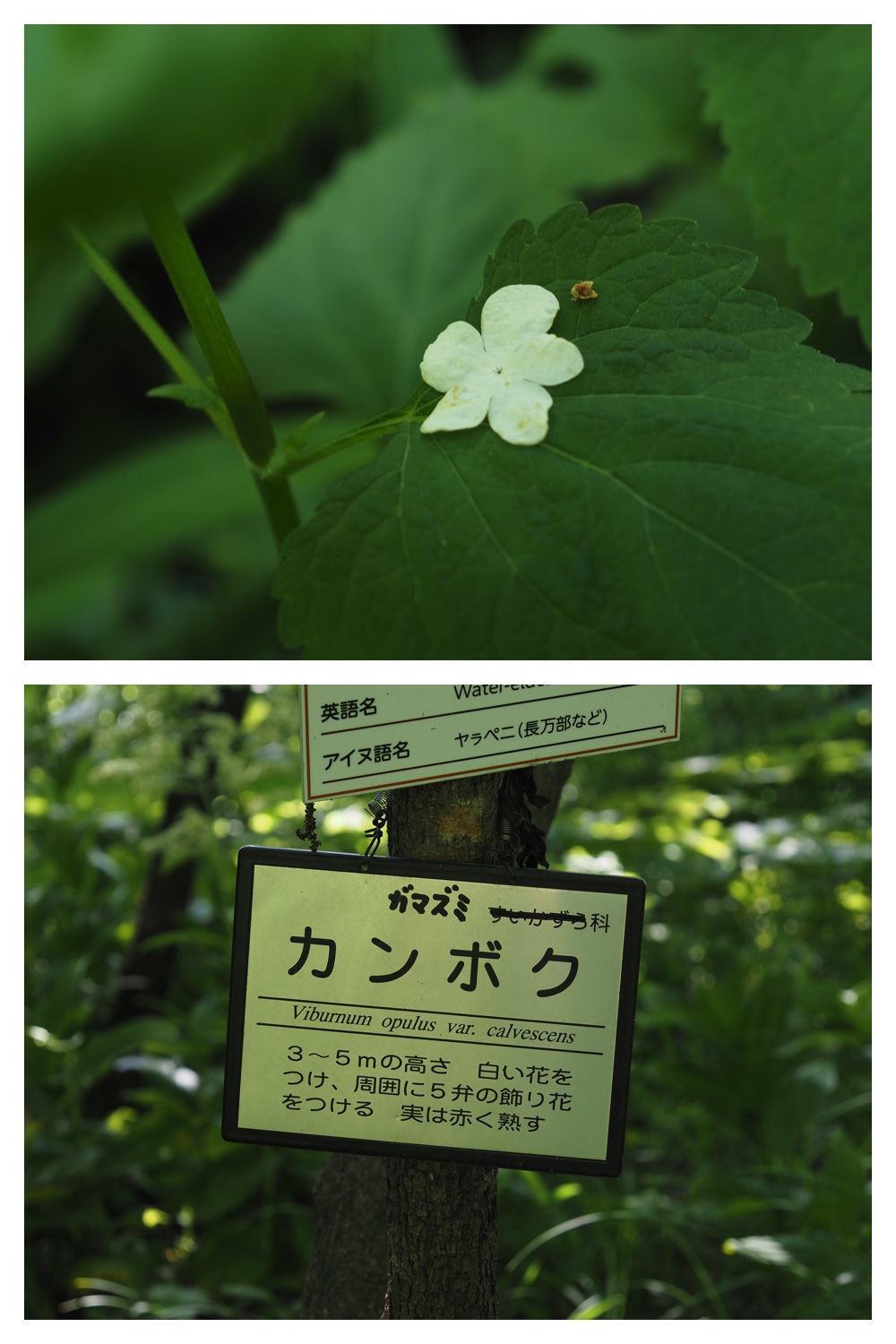 260612_Zoo_20