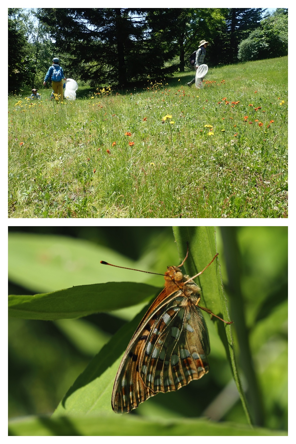 260614_Butterfly-plants_11
