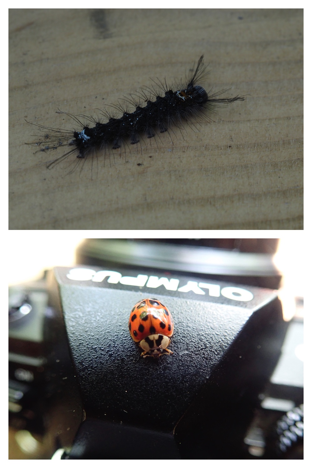 260614_Butterfly-plants_15