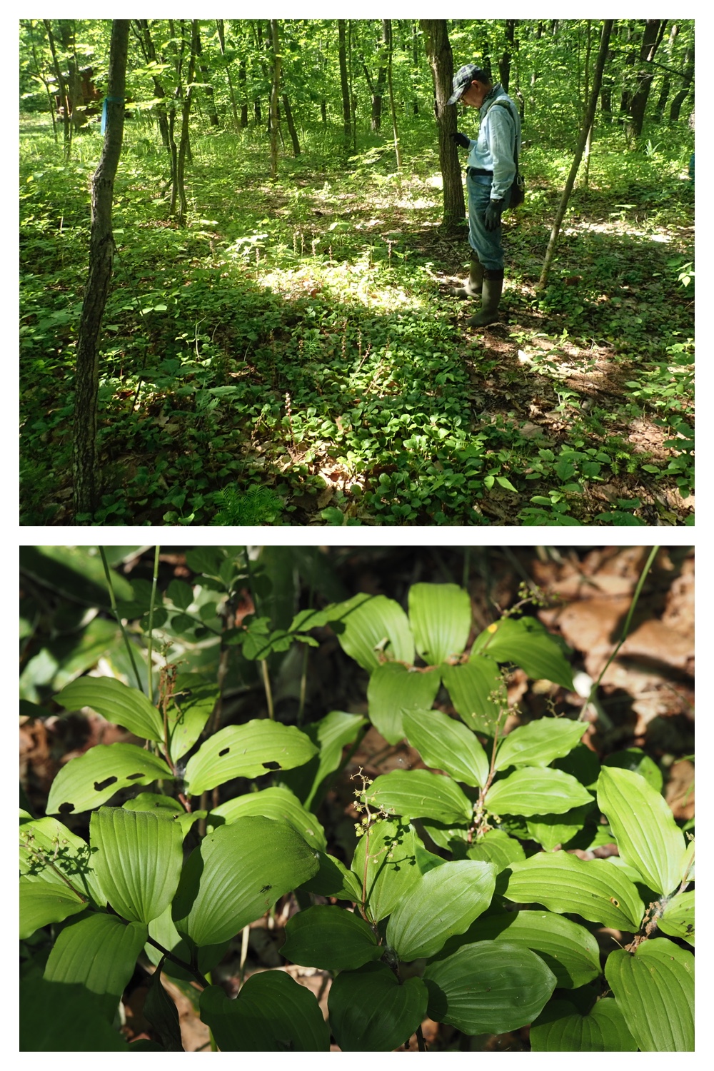 260614_Butterfly-plants_22