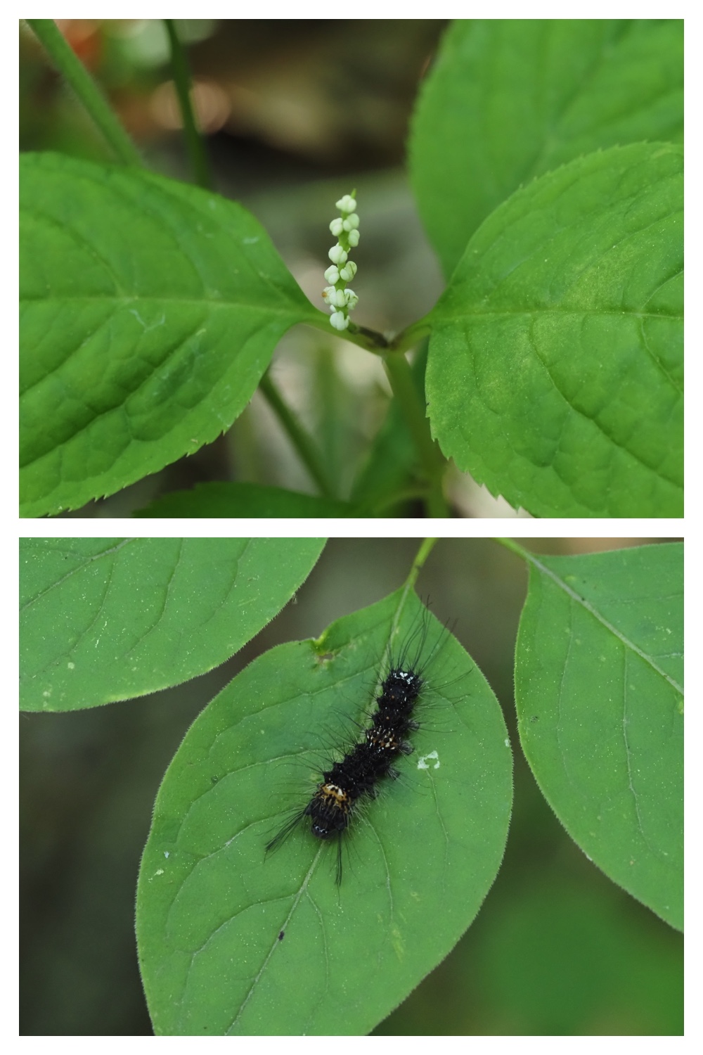 260614_Butterfly-plants_26