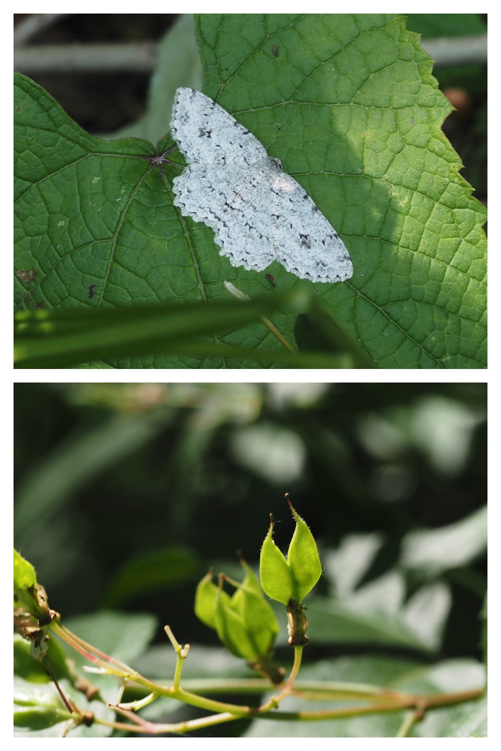 260614_Butterfly-plants_3