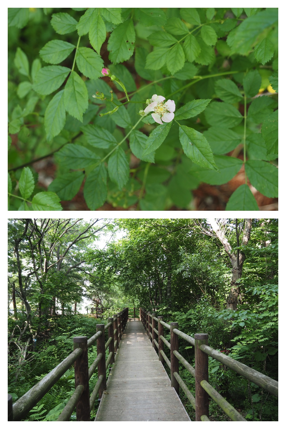 260618_Hasshounochi_5