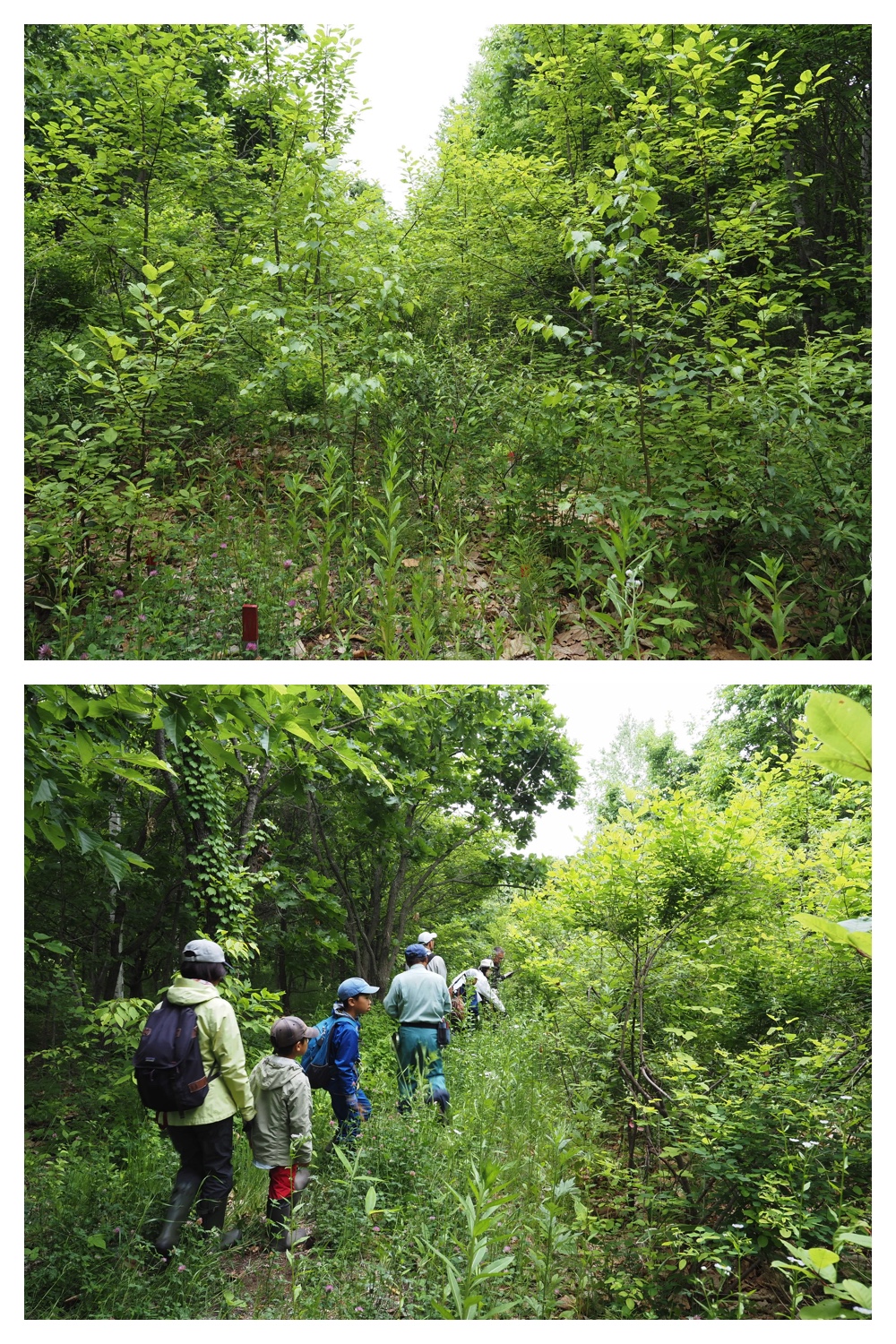 260621_Satoyama_2