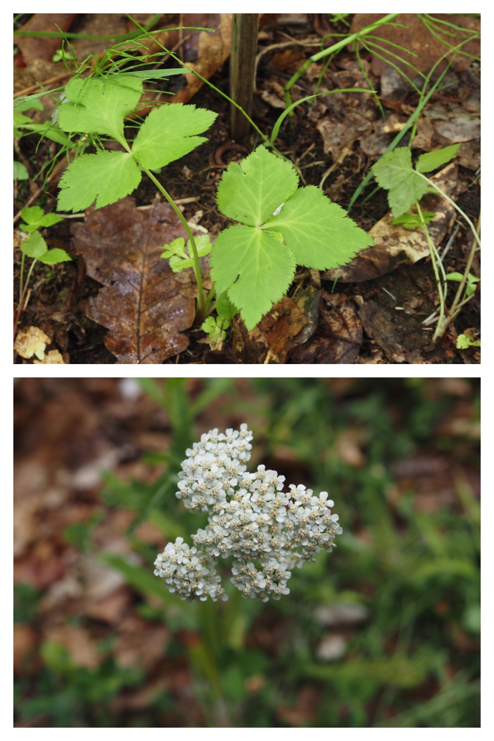 260623_Vegetation_10