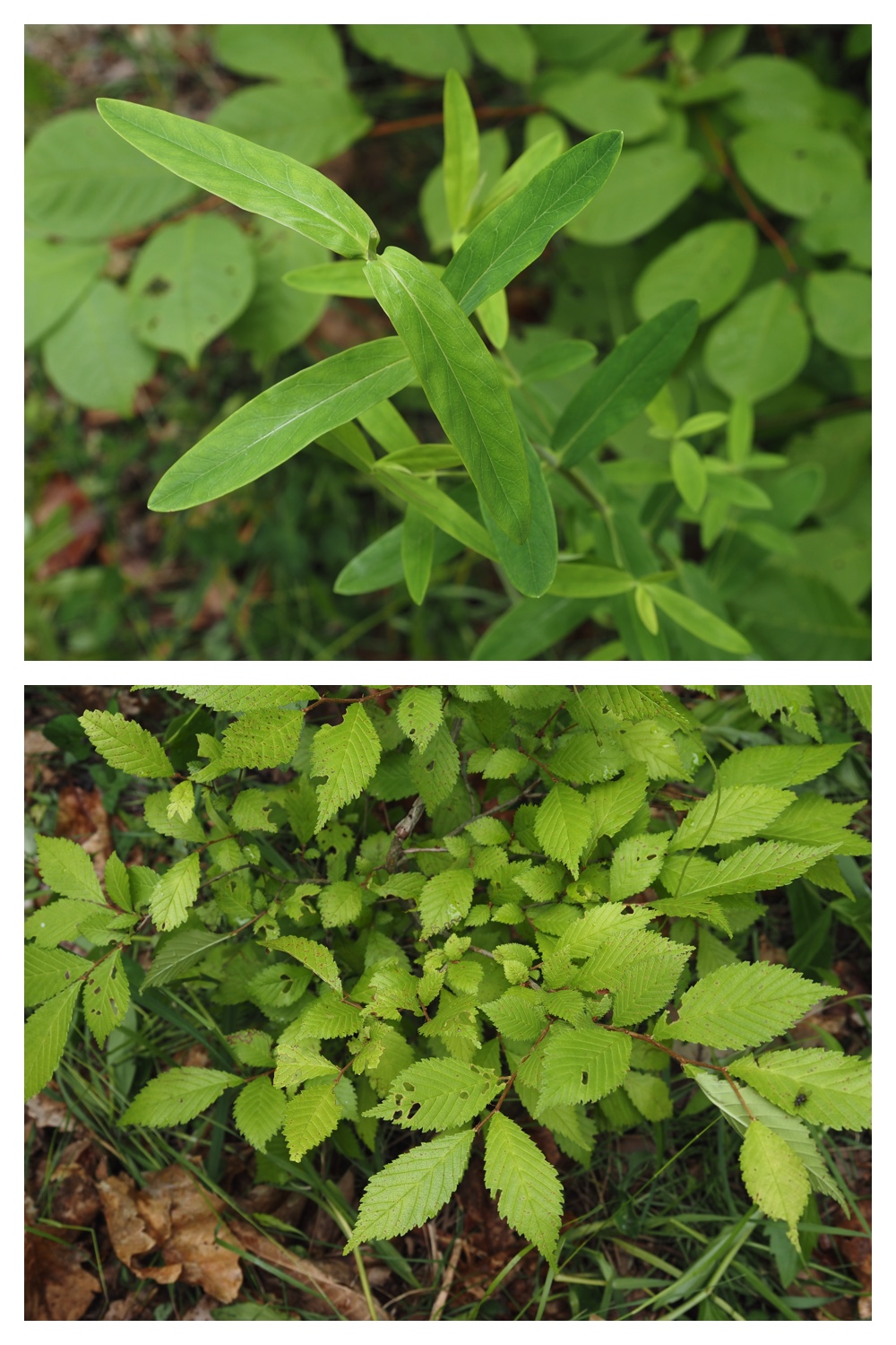 260623_Vegetation_11
