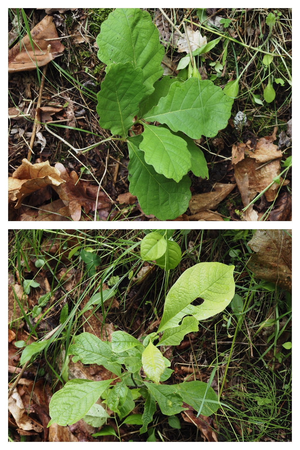 260623_Vegetation_12