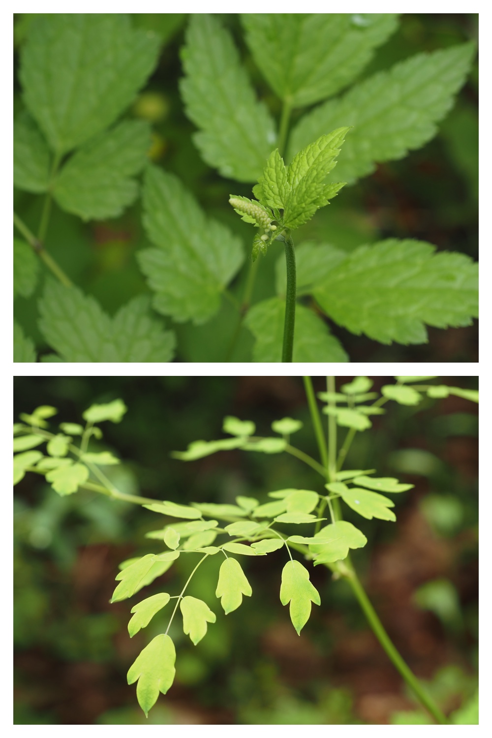 260623_Vegetation_8