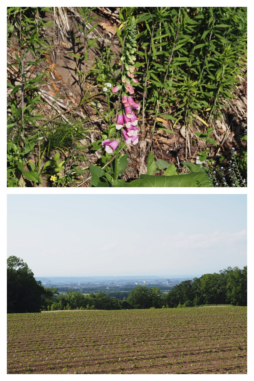 260624_Tokachi-hills_6