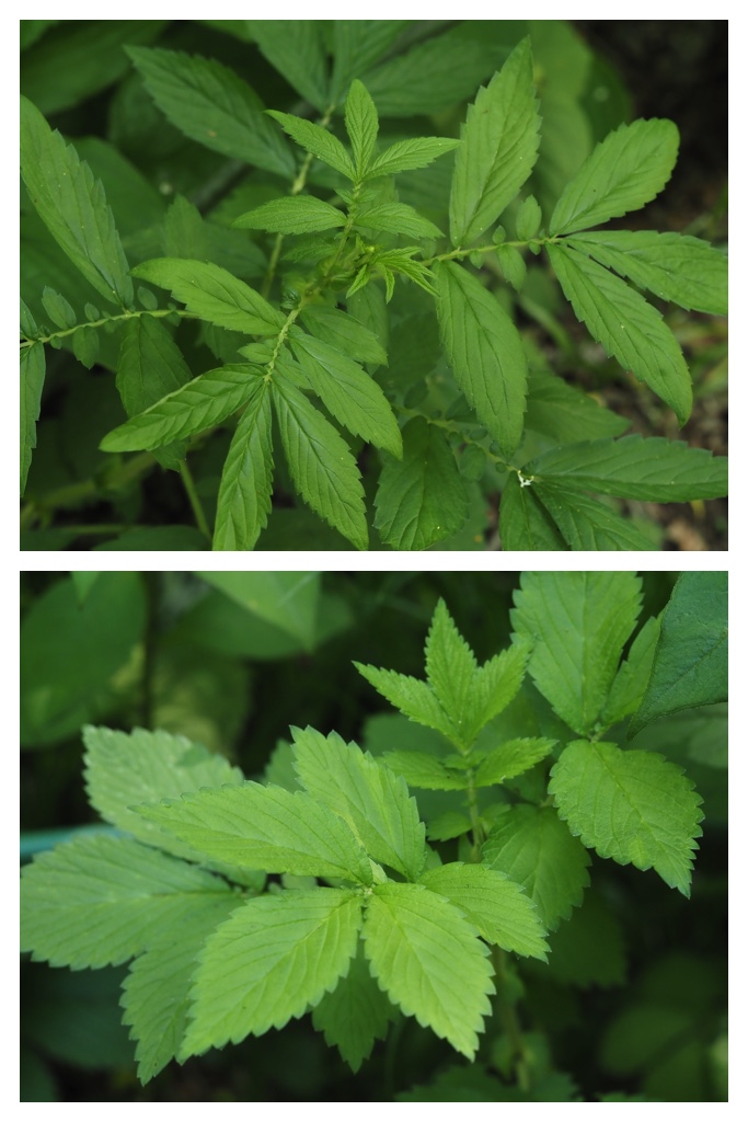 260625_Yasouen_18