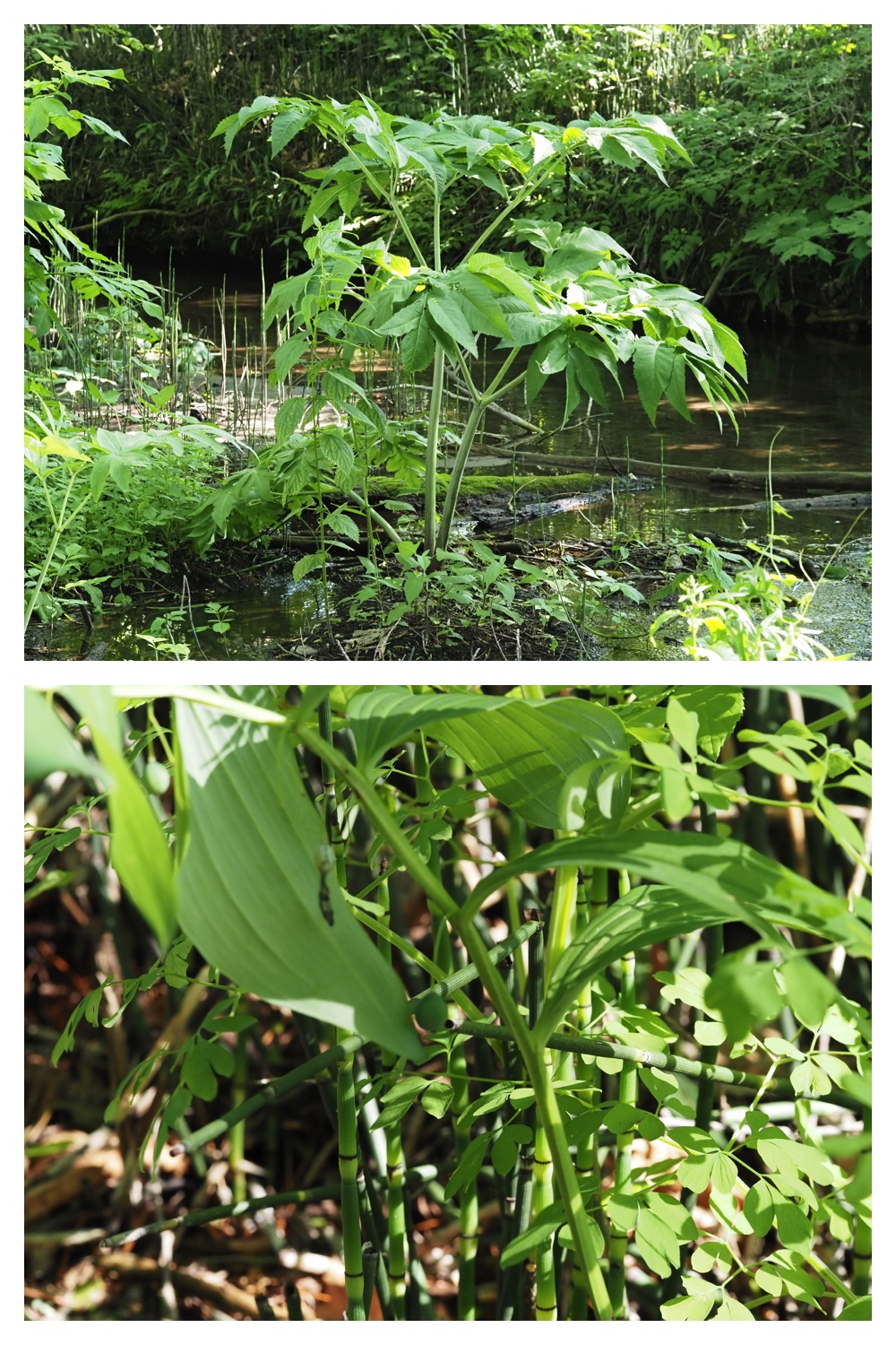 260630_Noukou-walk_12