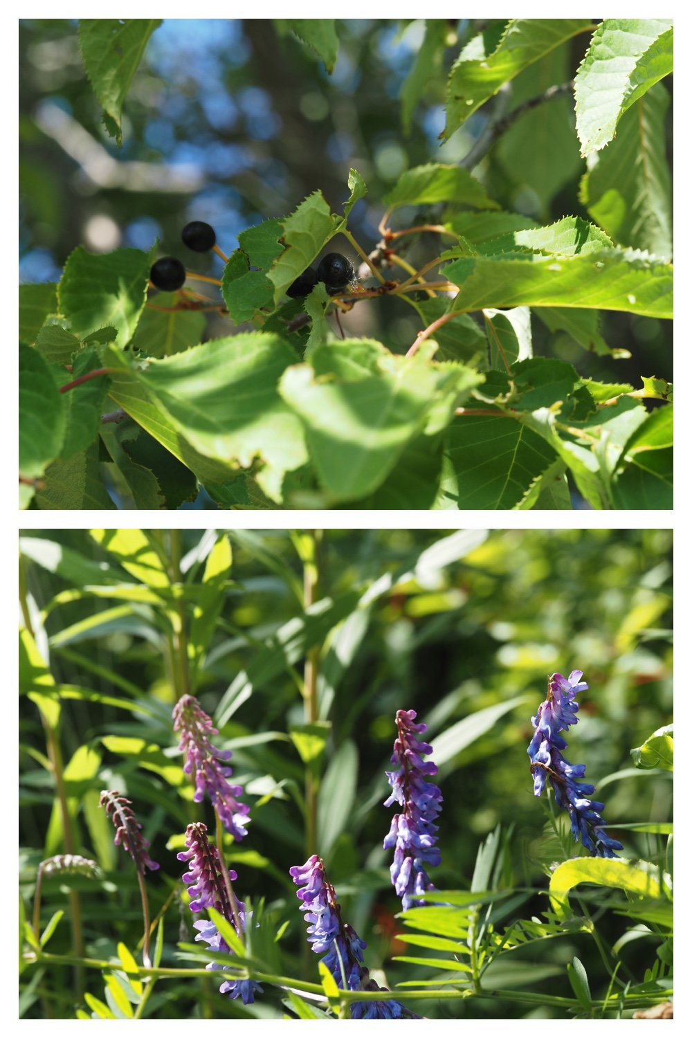 260630_Noukou-walk_15