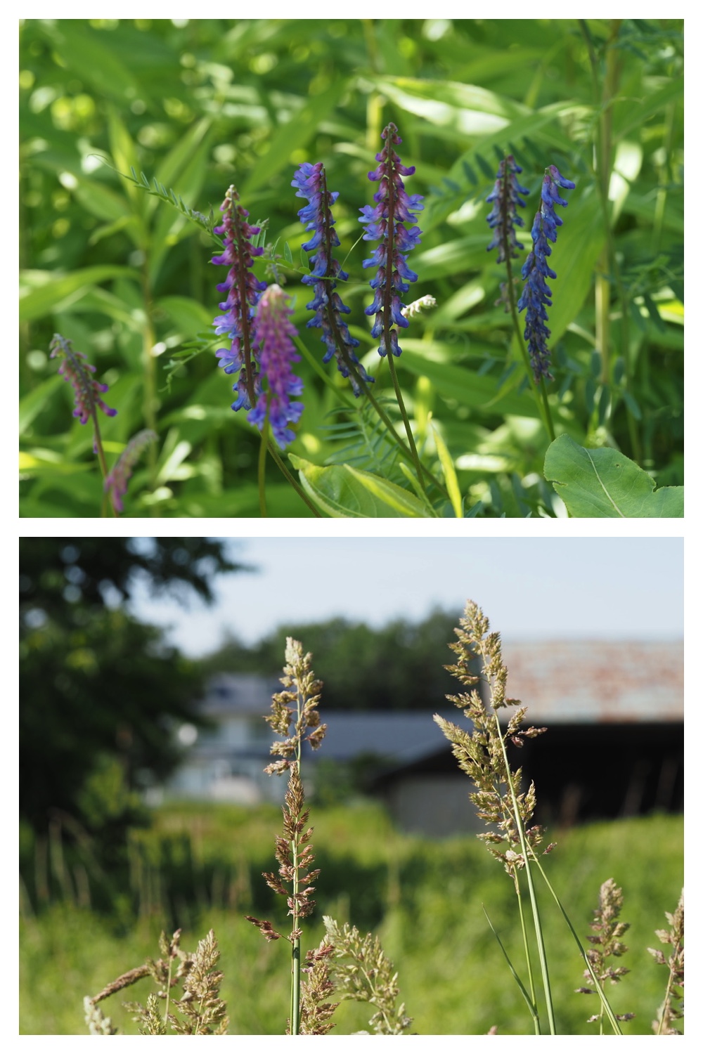 260630_Noukou-walk_16