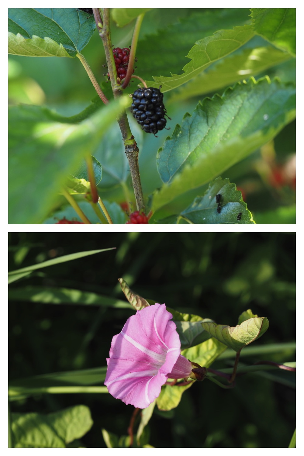 260630_Noukou-walk_17