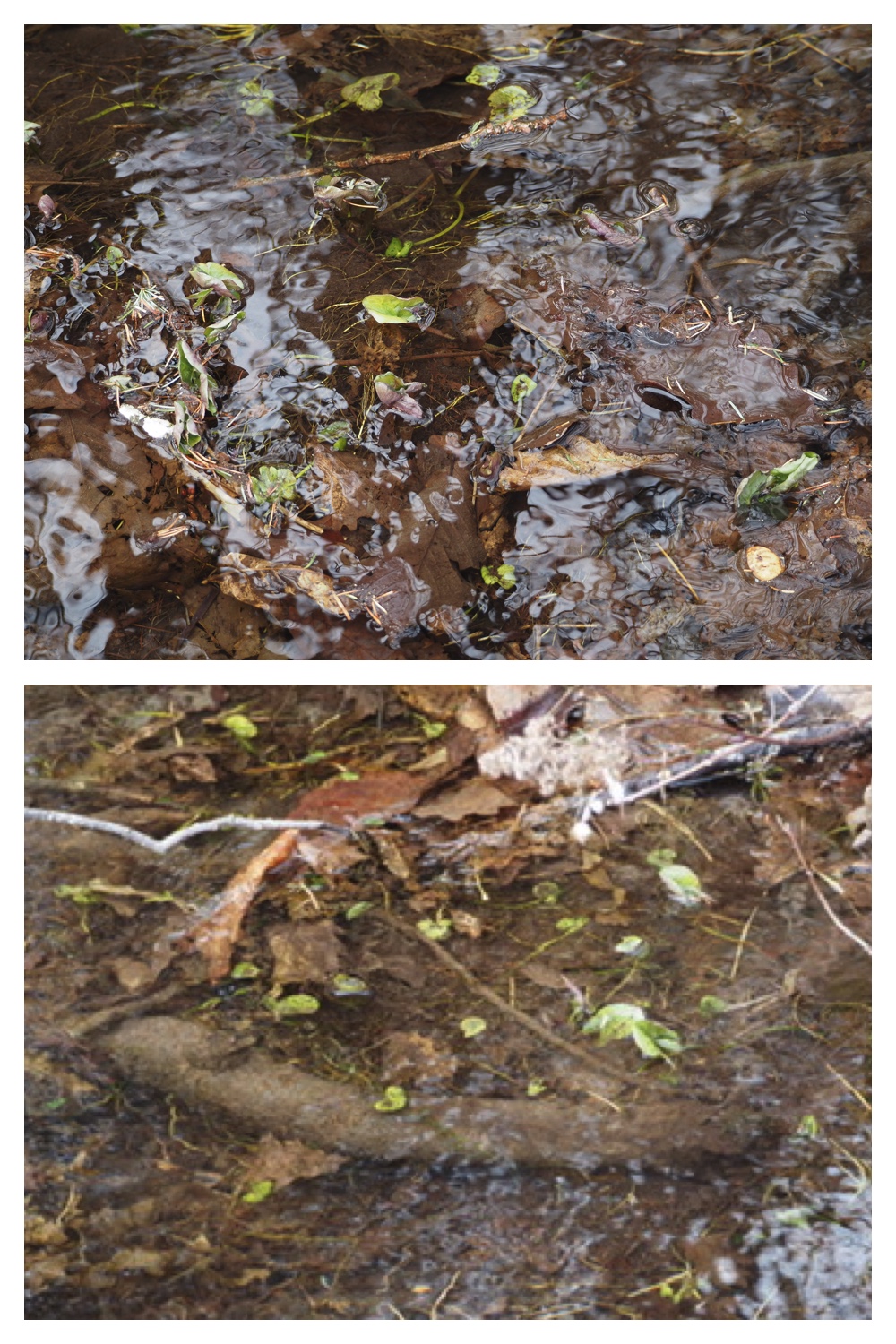 260303_After-the-storm_3