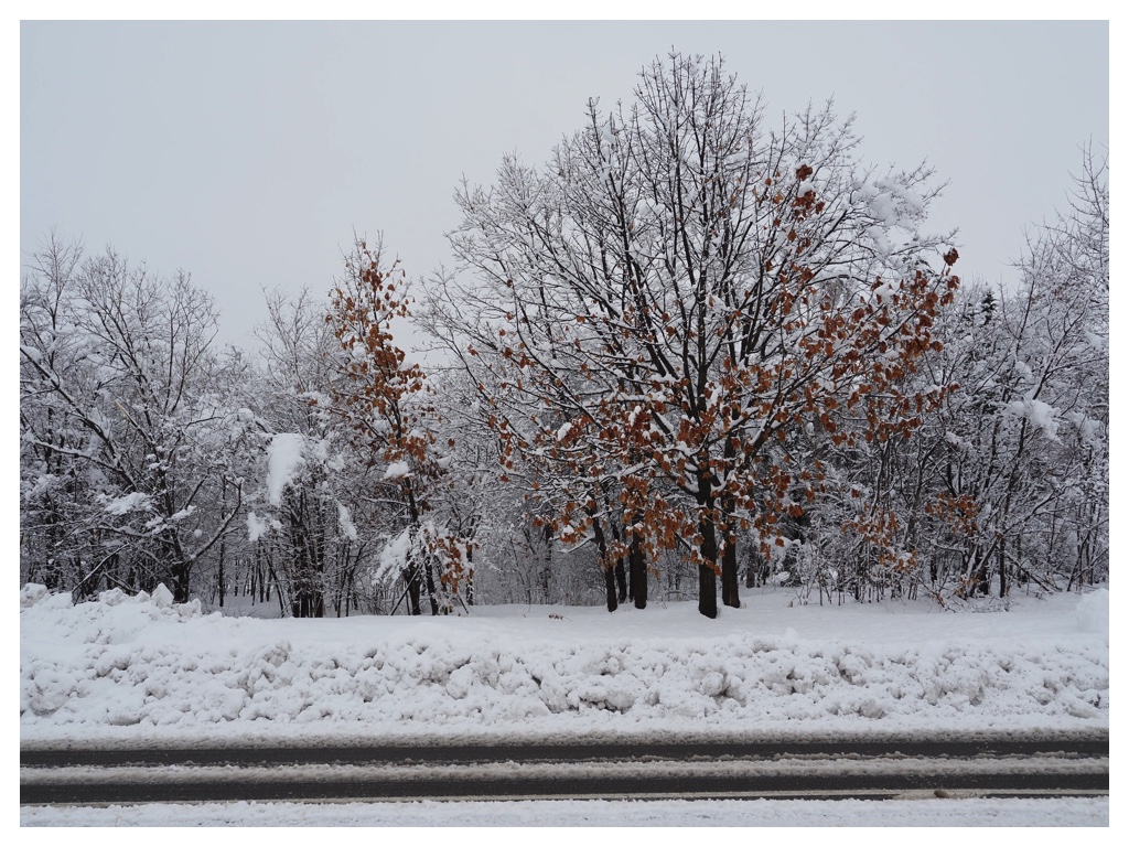 260305_After-the-heavy-snow_3