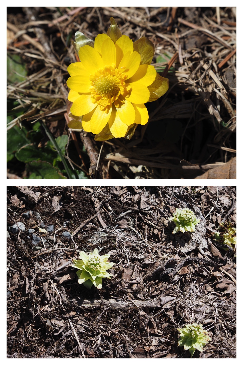 260314_Hasshounochi_22