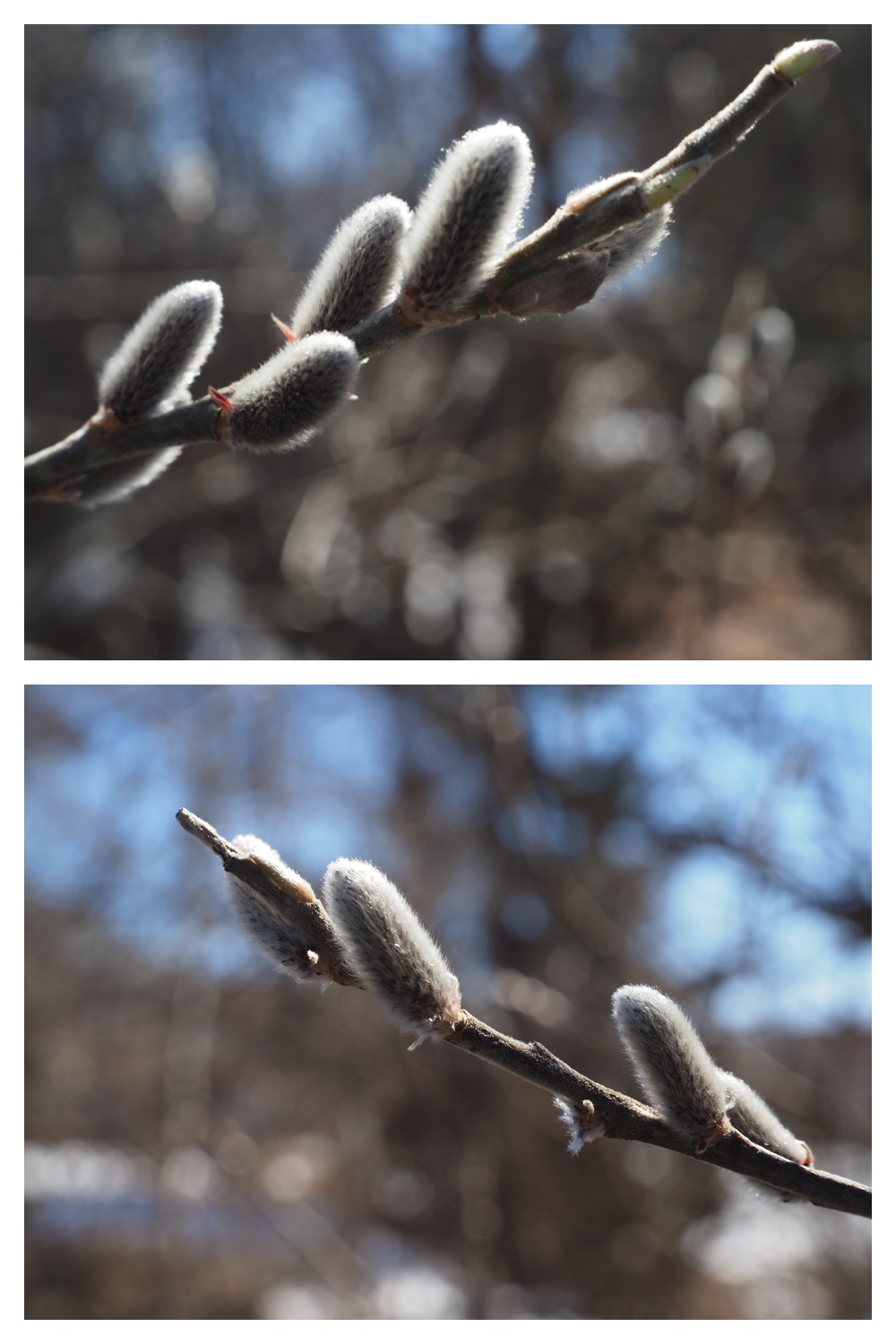 260314_Hasshounochi_28