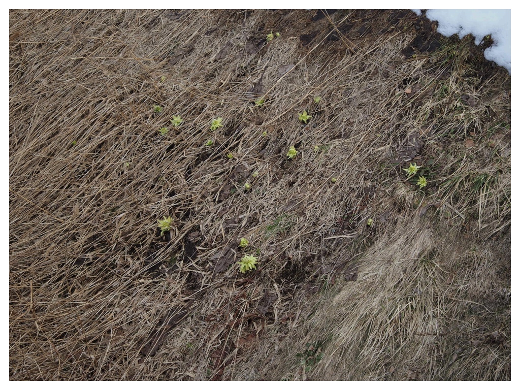 260316_Urikaigawa_12