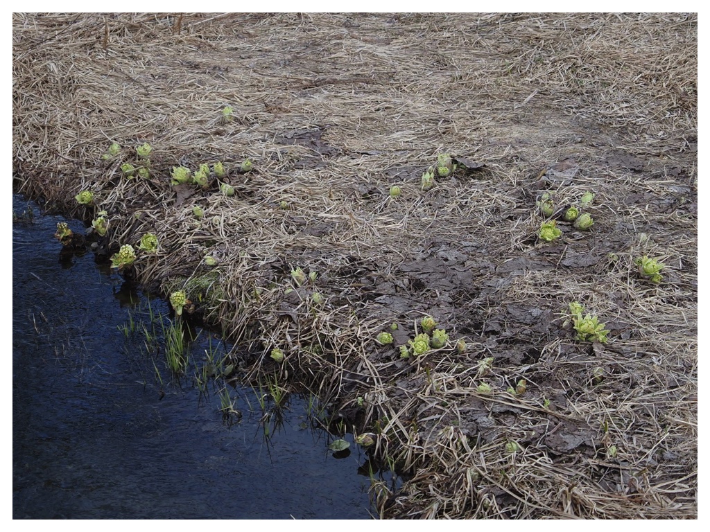 260316_Urikaigawa_13