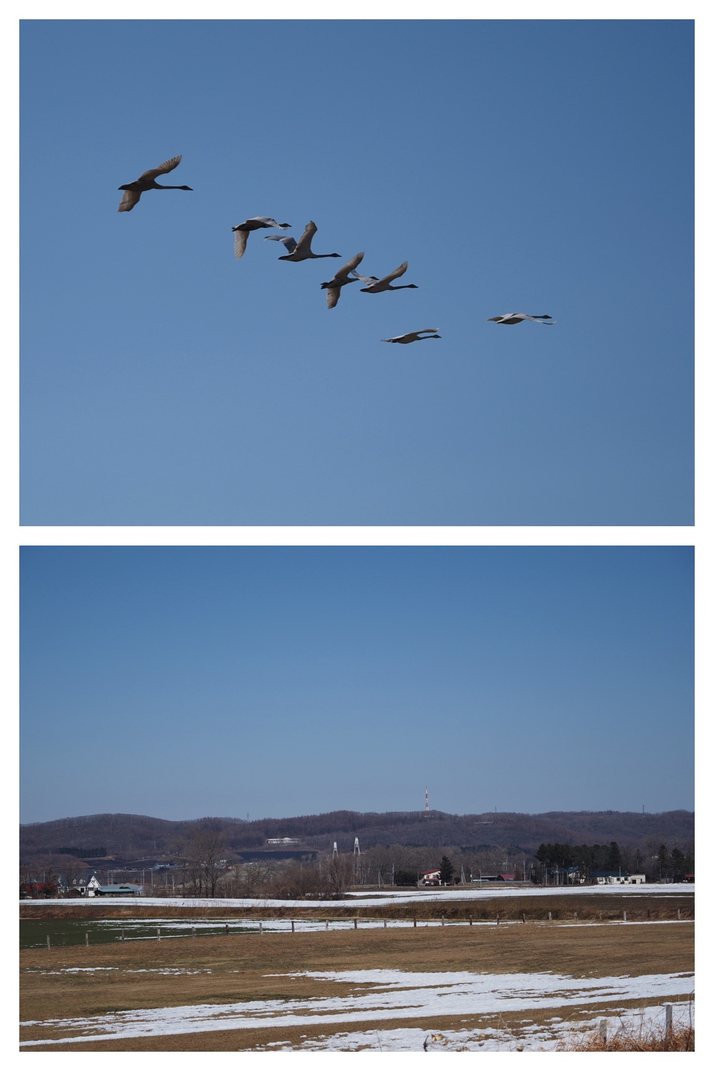 260318_Tokachigaoka_6