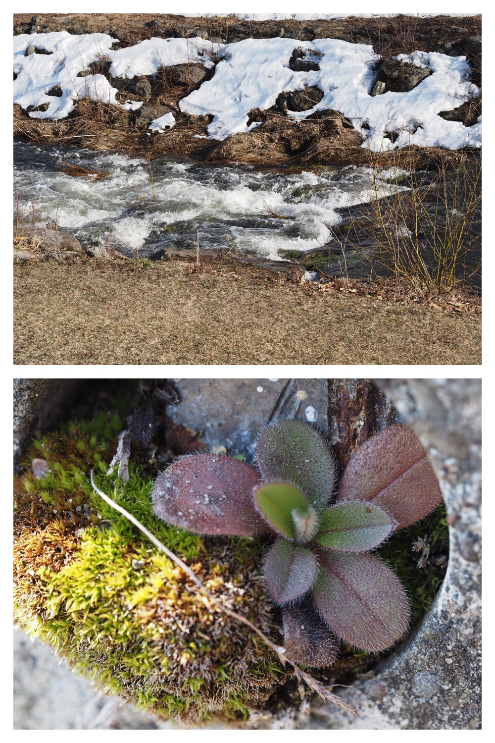 260324_Urikaigawa_11