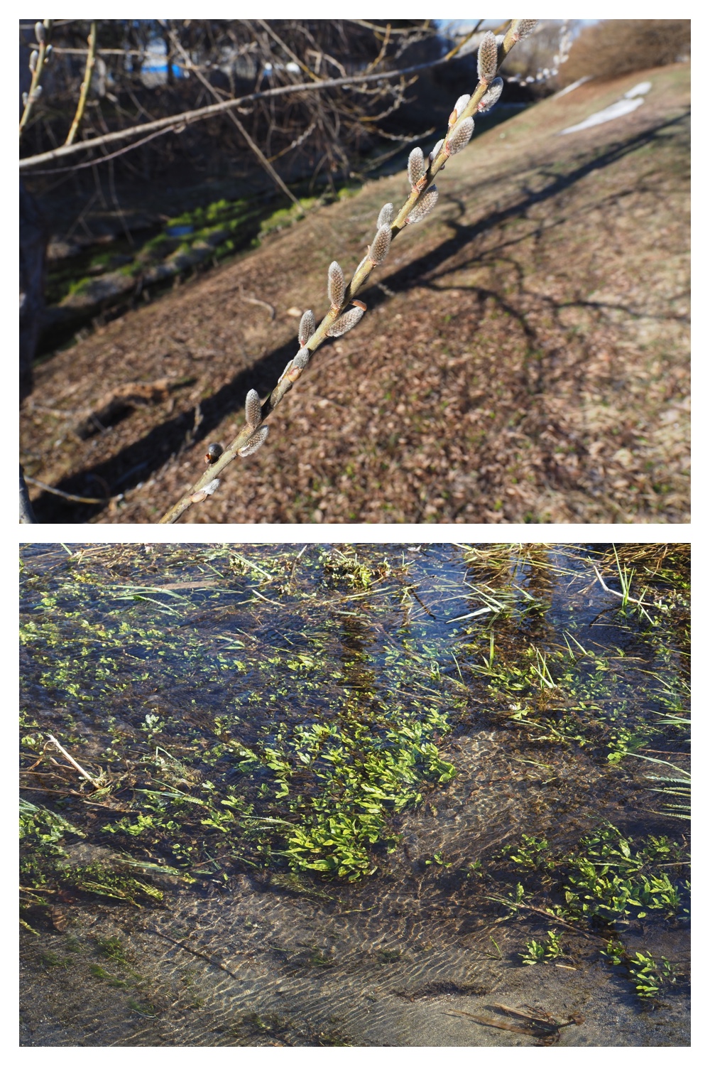 260325_Hasshounochi_11