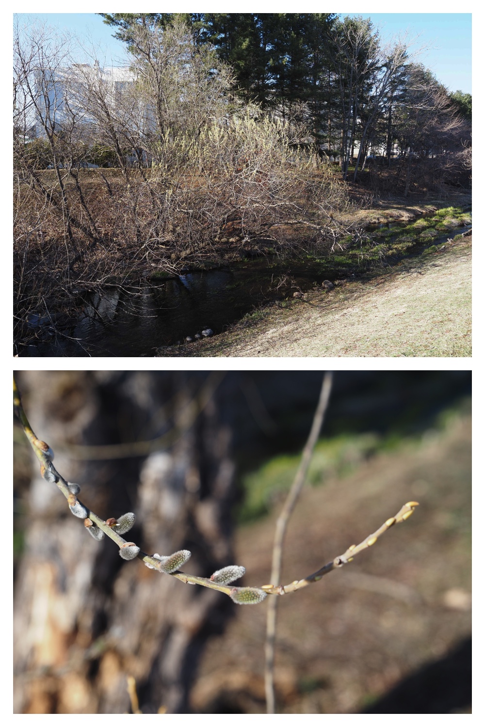 260325_Hasshounochi_8