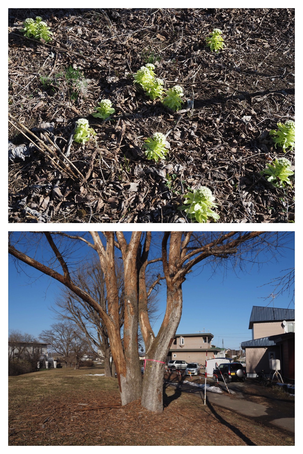 260325_Hasshounochi_9