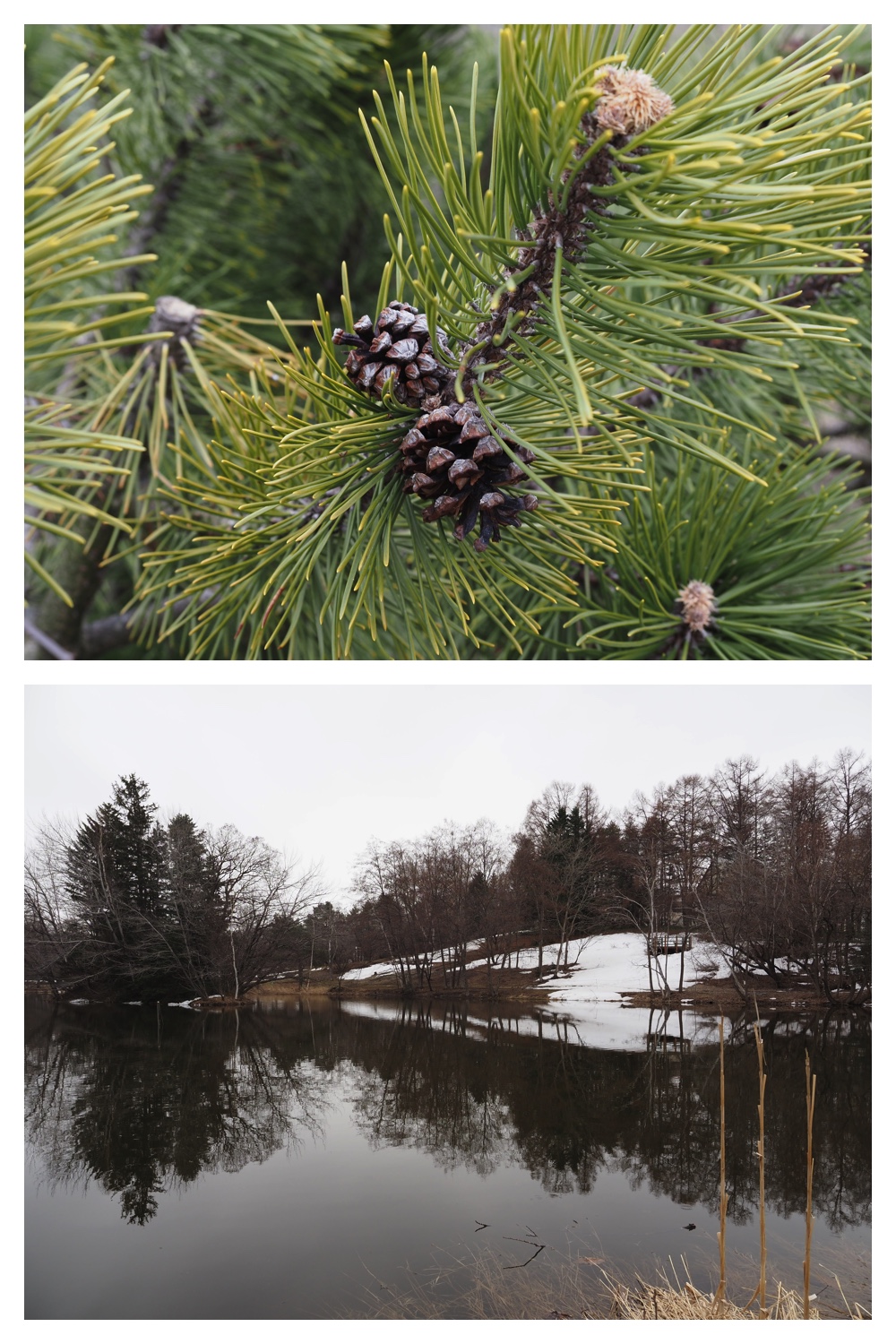 260327_Midorigaoka_6