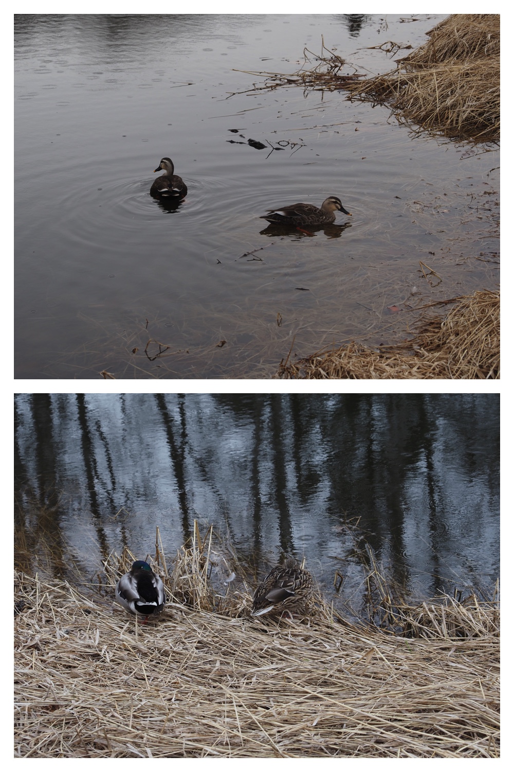 260327_Midorigaoka_7