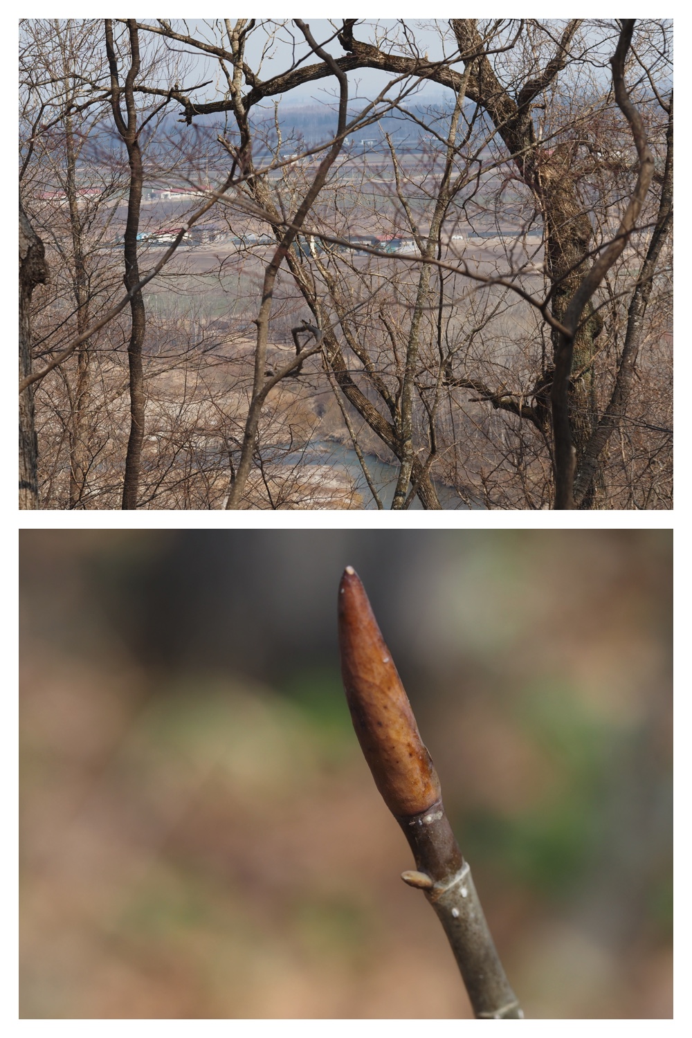 260329_Kunimiyama_10