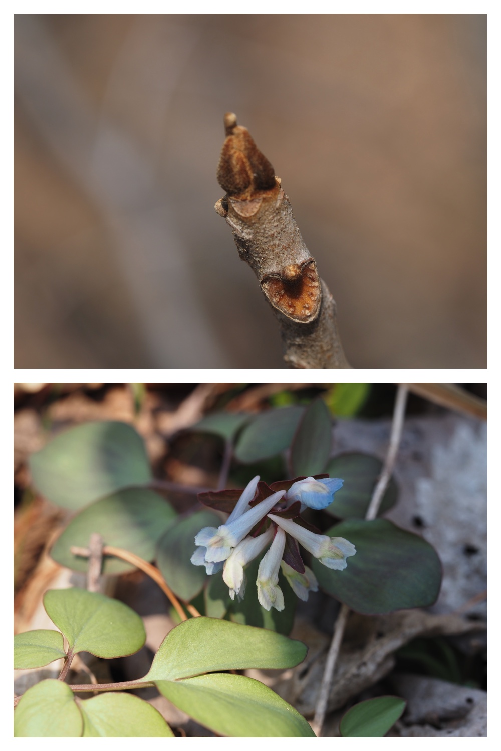 260329_Kunimiyama_12