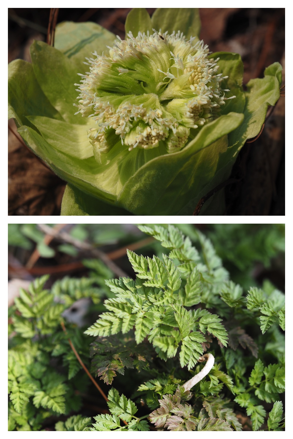 260329_Kunimiyama_14