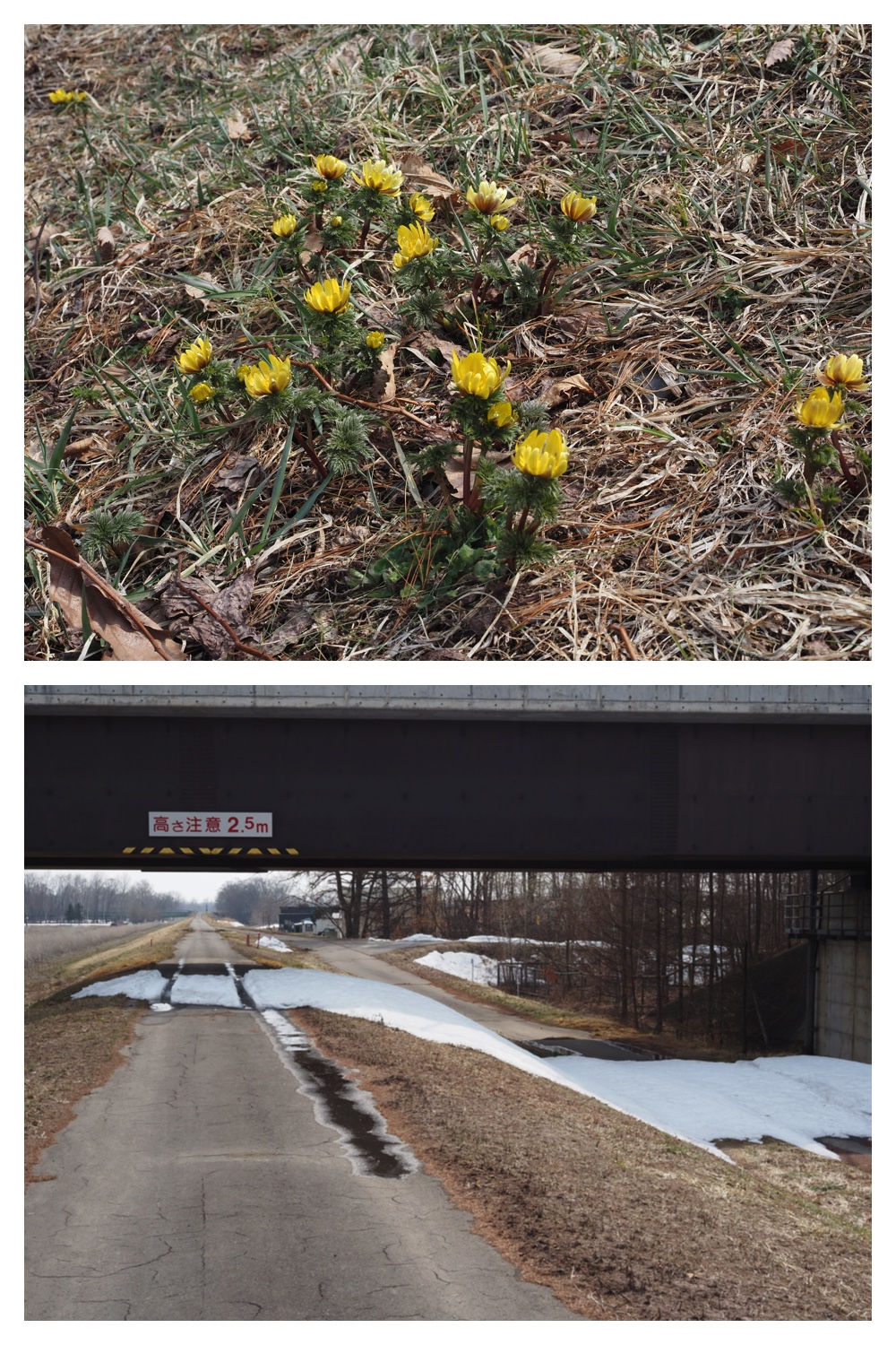 260330_Aoyagihashi_2