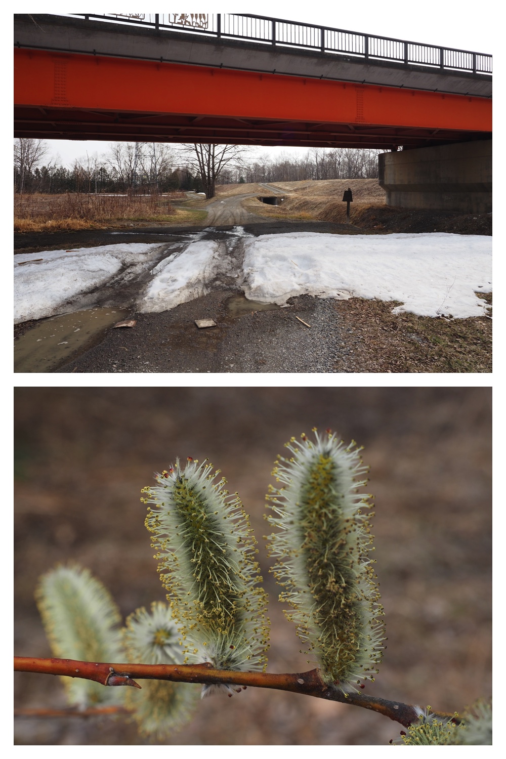 260330_Aoyagihashi_6