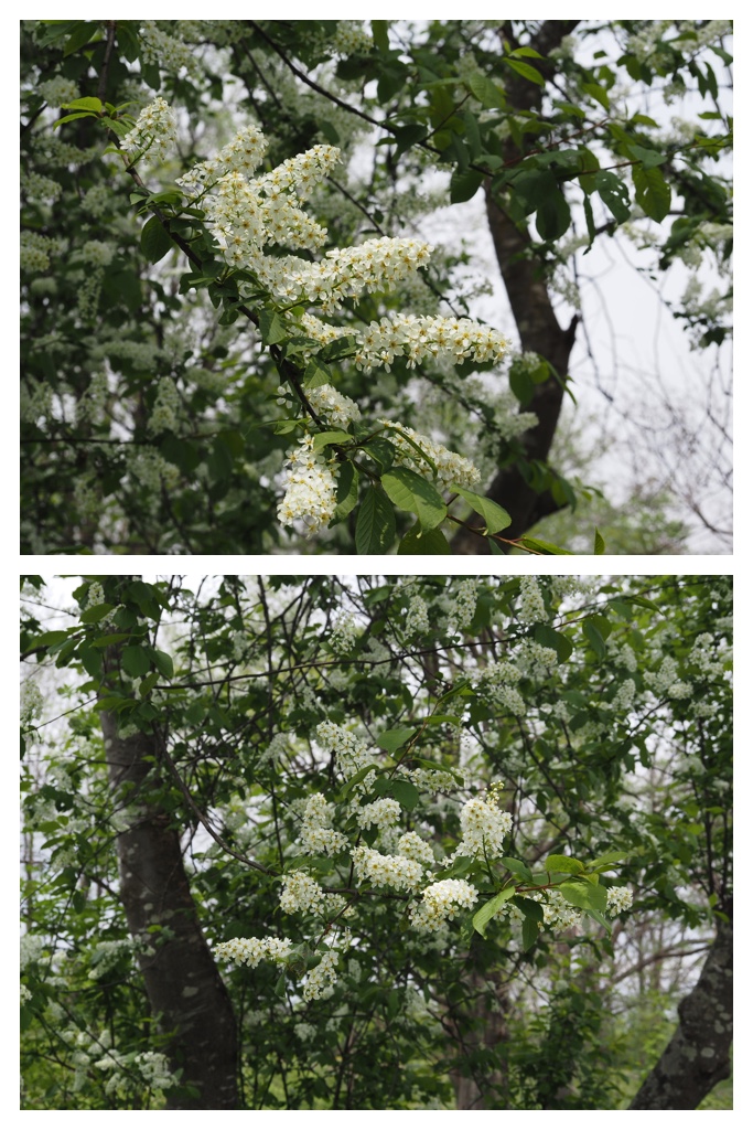 260508_Nakasatsunai_20