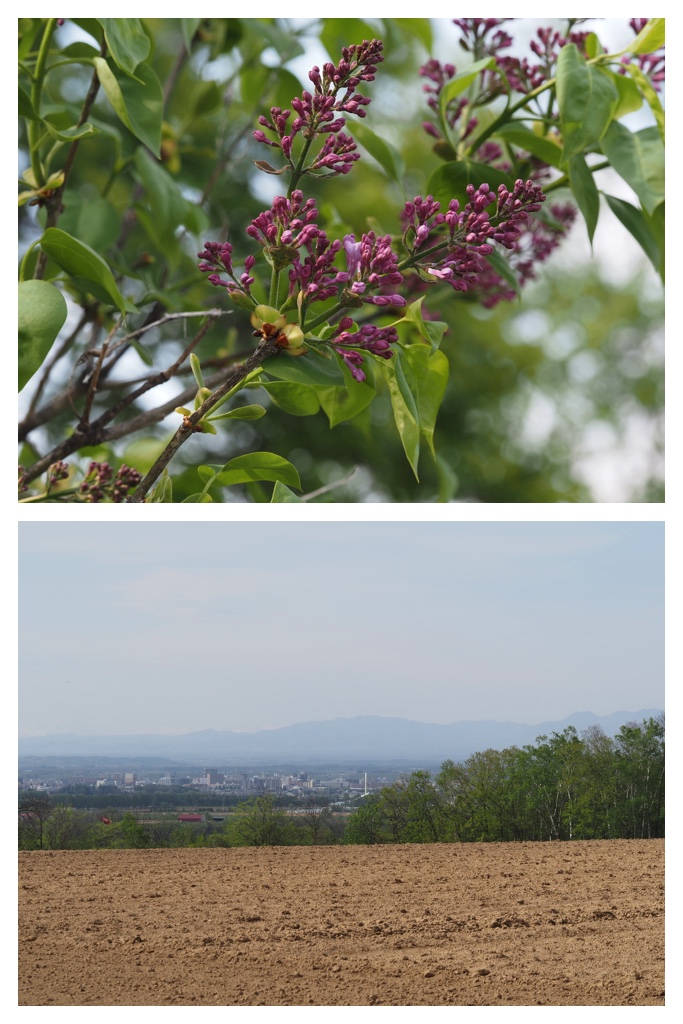 260511_Tokachi-hills_3