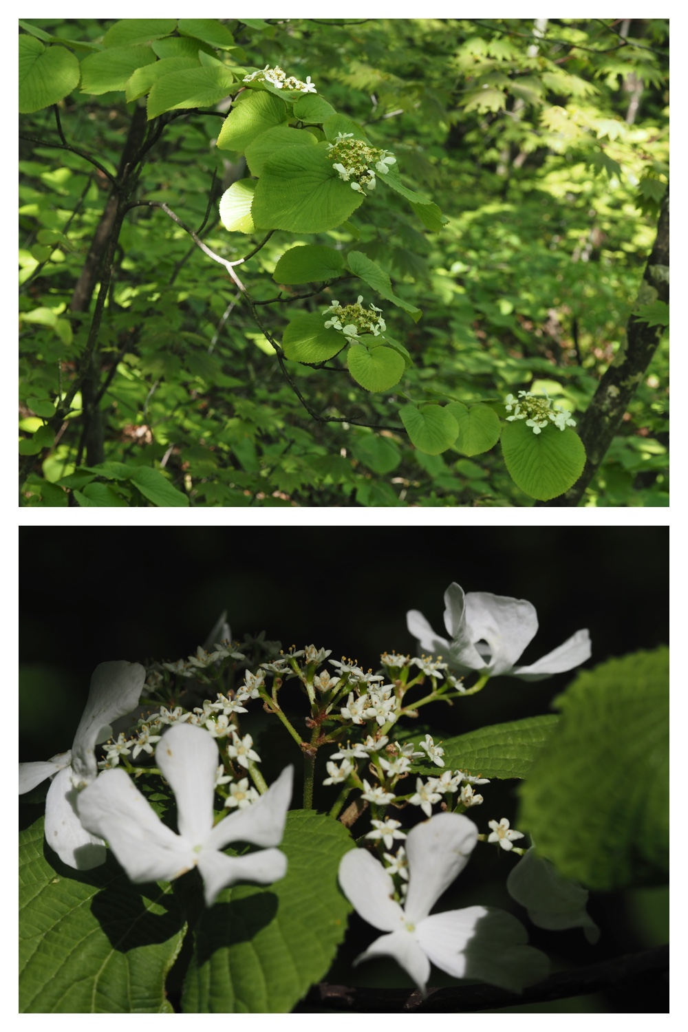 260512_Kunimiyama_20