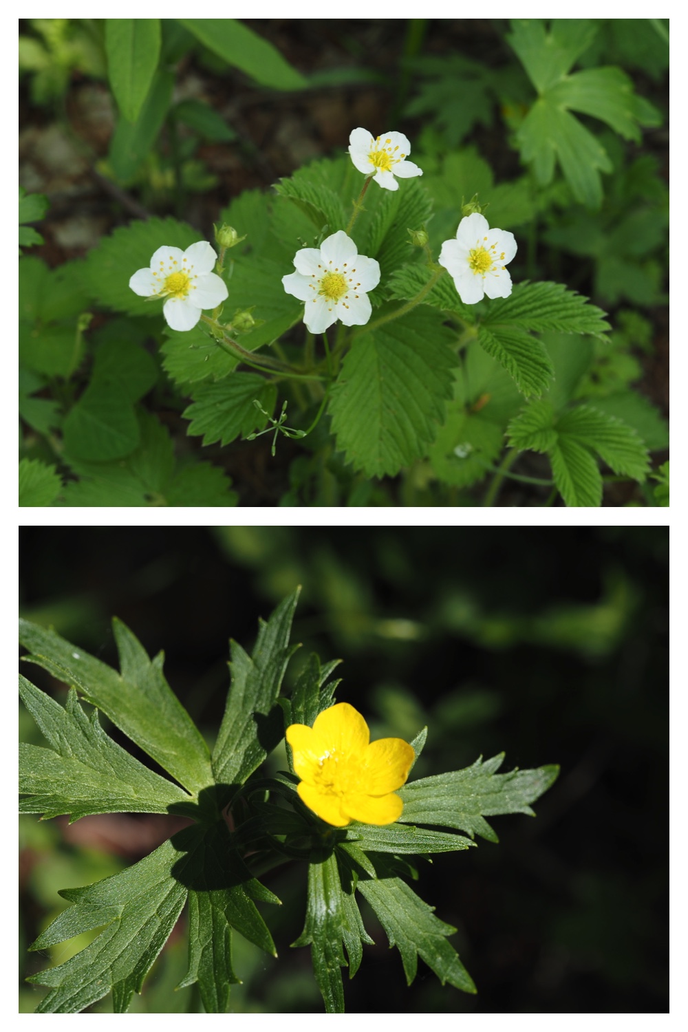 260514_Tokachigaoka_18