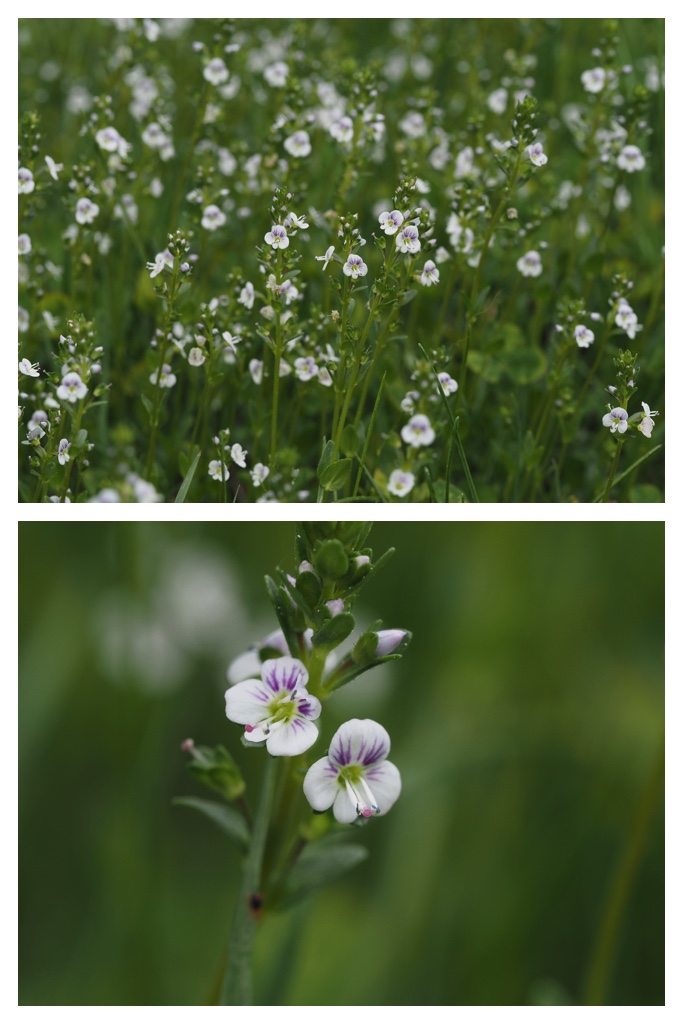260517_Butterfly_14
