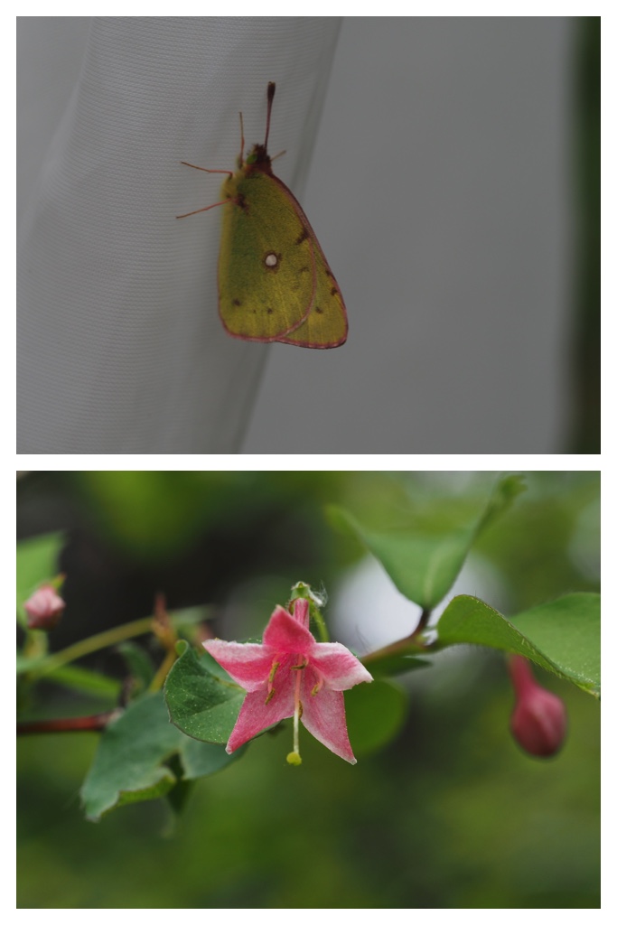 260517_Butterfly_15
