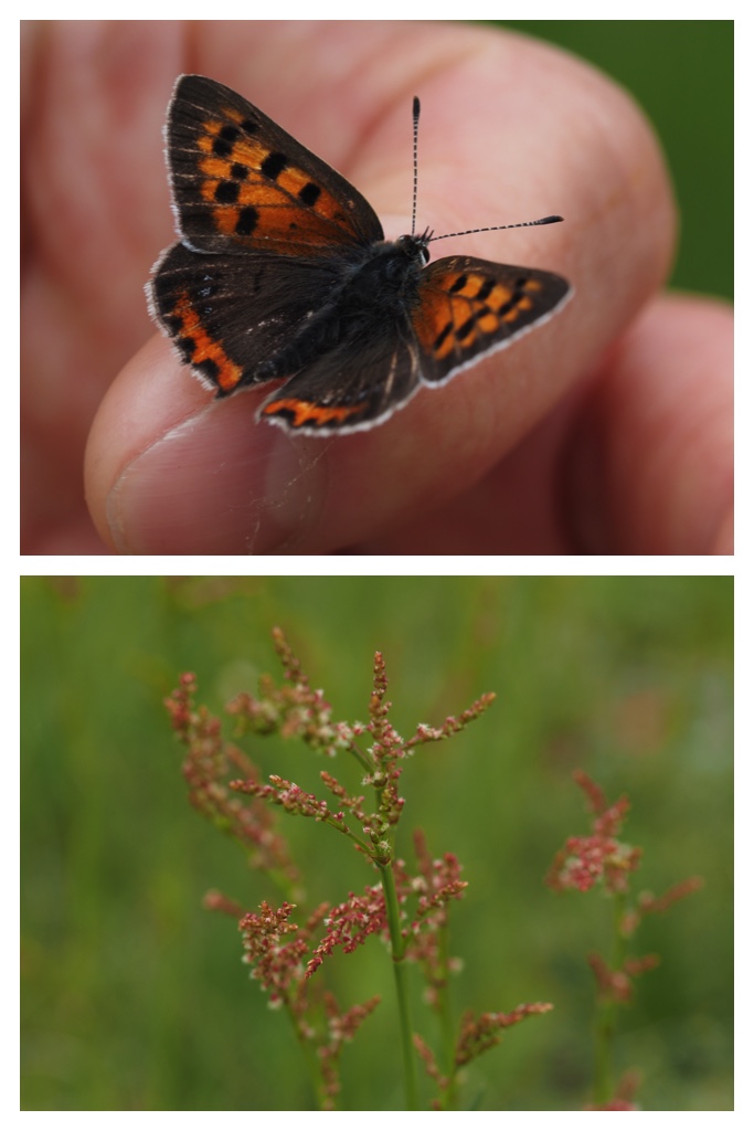 260517_Butterfly_18