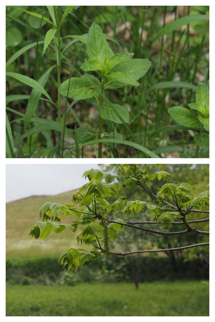 260517_Plants_12
