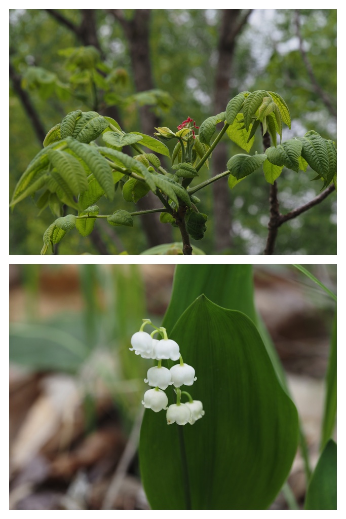260517_Plants_13