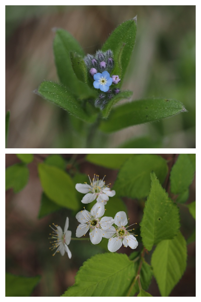 260517_Plants_15