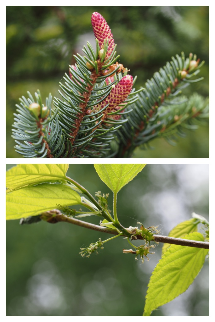 260517_Plants_5
