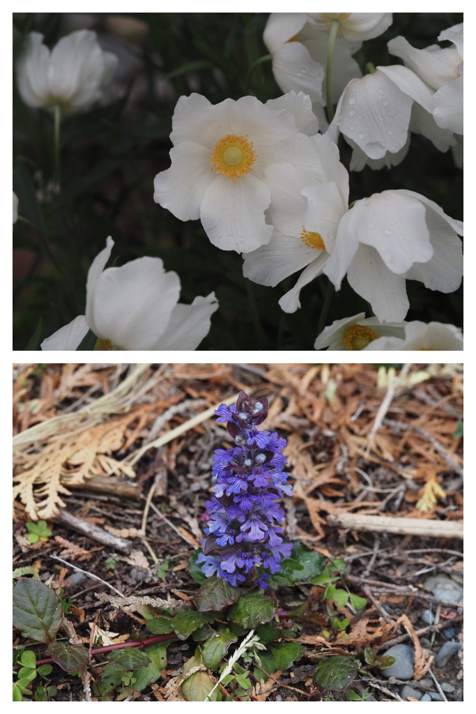 260520_Garden-plants_11