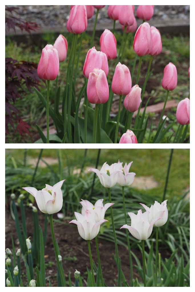 260520_Garden-plants_13